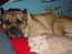 Цезарь и Марго-Персидская кошка, д.р. 25,10,03г., персиковая. (gleebus)